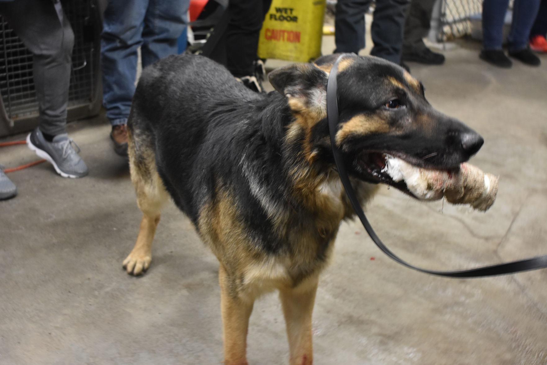 Ares with chew toy